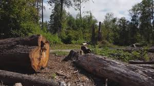  Washington Heights, NY Tree Care Pros